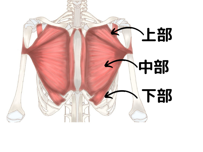 上半身に効果抜群 ディップスで効果を出すコツと注意点を解説