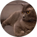 なかむら profile picture