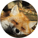 みさと profile picture