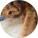 のん profile picture