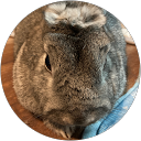 risa Y. profile picture